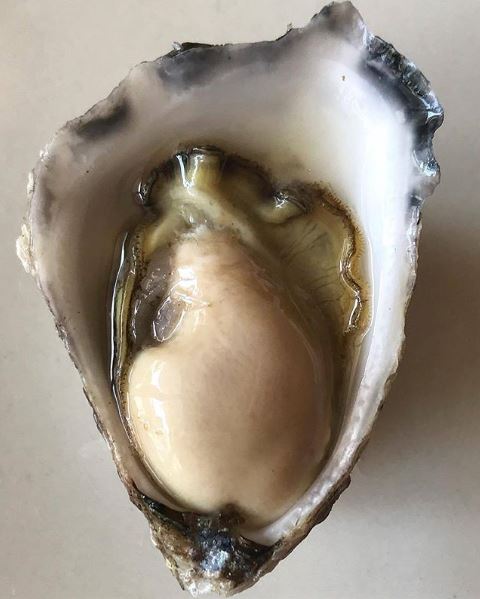 12 Sydney Rock Oysters