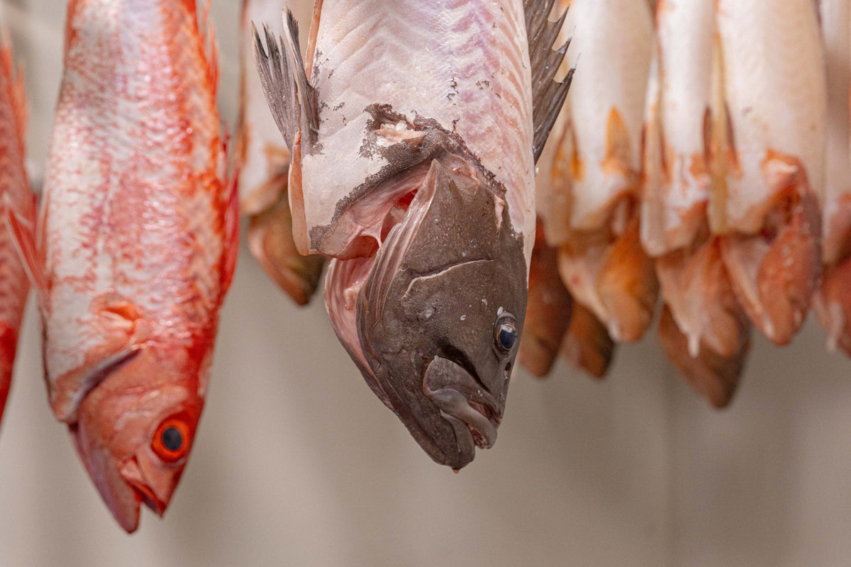 Whole fish dry ageing on hooks in the Fish Butchery coolroom
