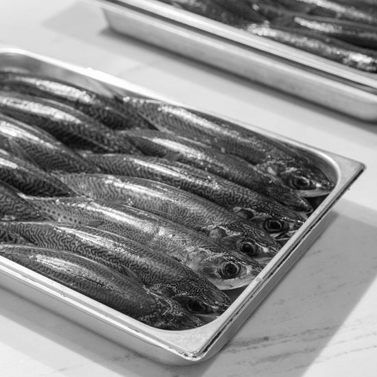Whole mackerel laid out in a steel tray